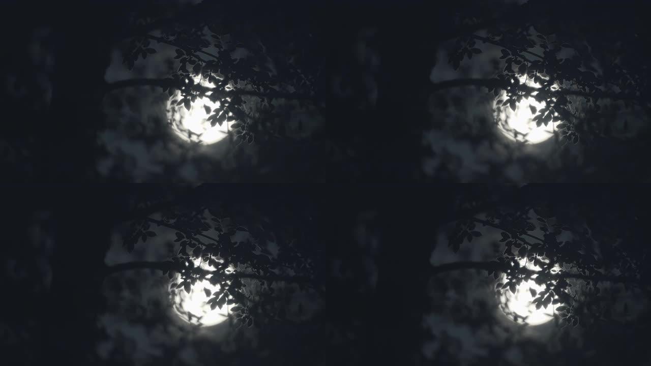 月亮穿过树木时的满月之夜