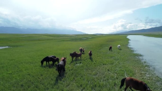 中国新疆沿河草原上放牧的马