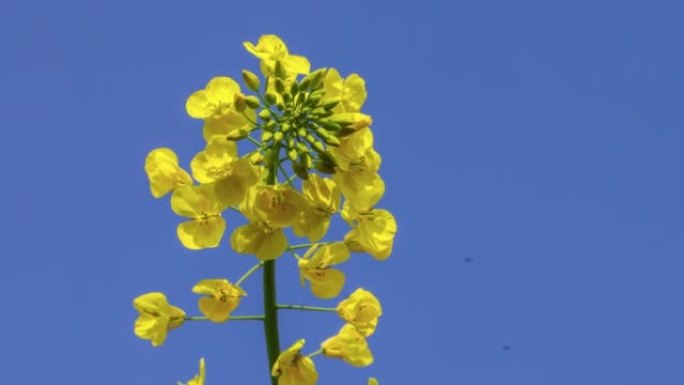 太阳下的油菜花吸引蜜蜂采集蜂蜜