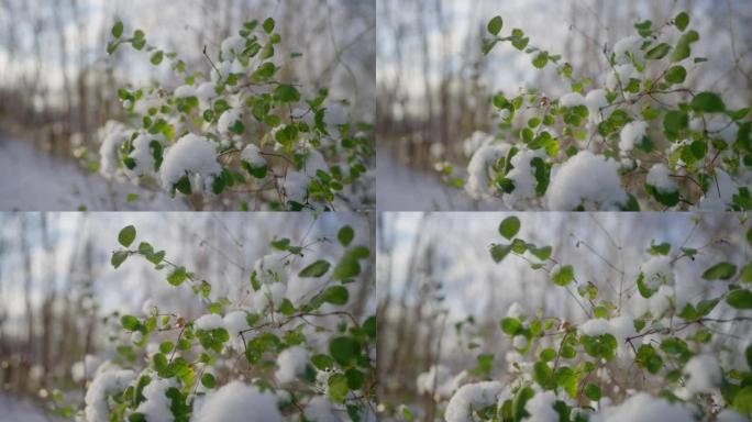 在绿叶的灌木丛上融化雪