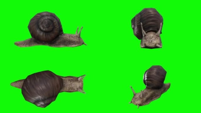 在绿色屏幕上快速爬行的蜗牛。动物的概念，野生动物，游戏，返校，3d动画，短视频，电影，卡通，有机，色