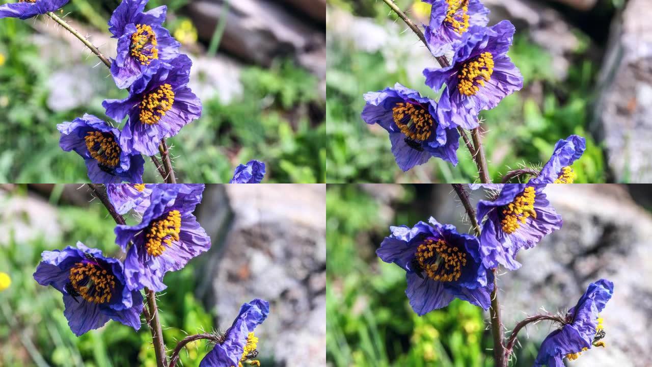 青藏高原上罕见的紫色花朵: 绿原虫