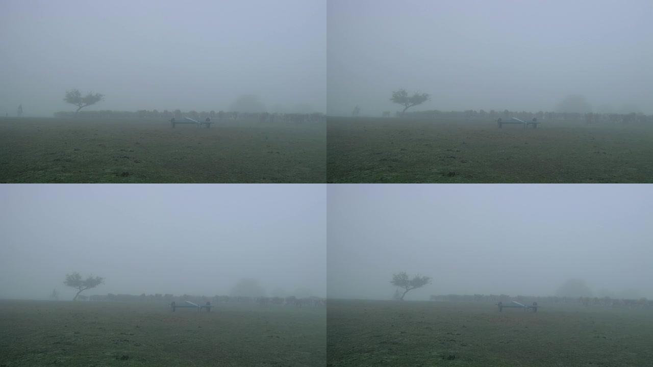 南美洲乌拉圭Tacuarembo的雾中的肉牛和奶牛。