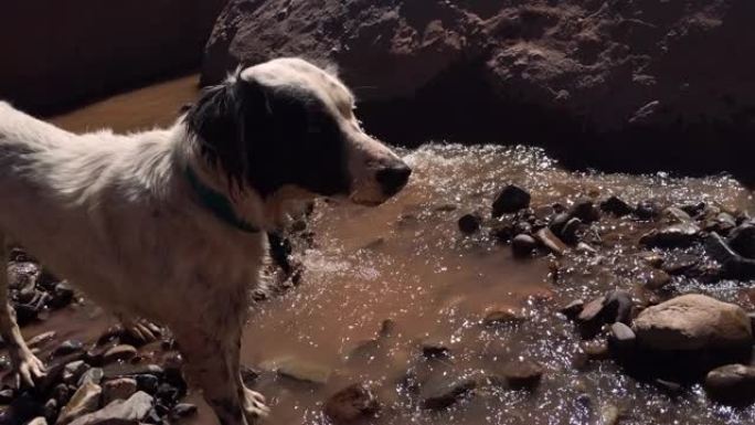 狗从山上的一条河里喝水。