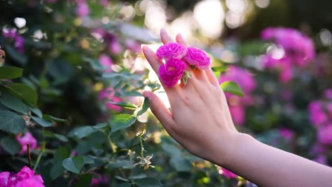 女人手触摸粉红色的小花
