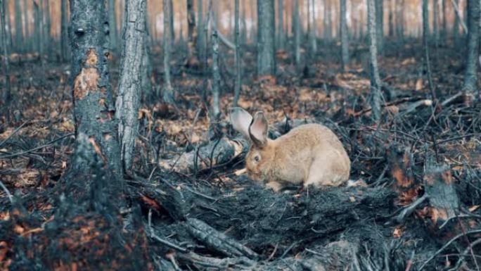 烧毁的林地，有野兔挖地