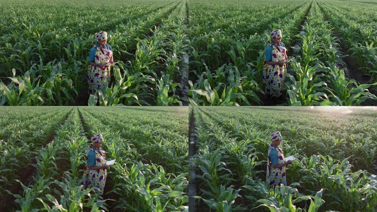 空中特写平移。穿着传统服装的非洲黑人女性农民使用数字平板电脑监控大玉米作物。背景灌溉
