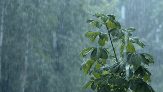 夏季，公园或森林中的强雨，前景是一棵树