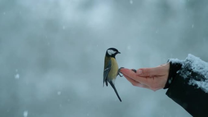 特写: 在下雪天，大山雀鸟伸出手拿着种子。