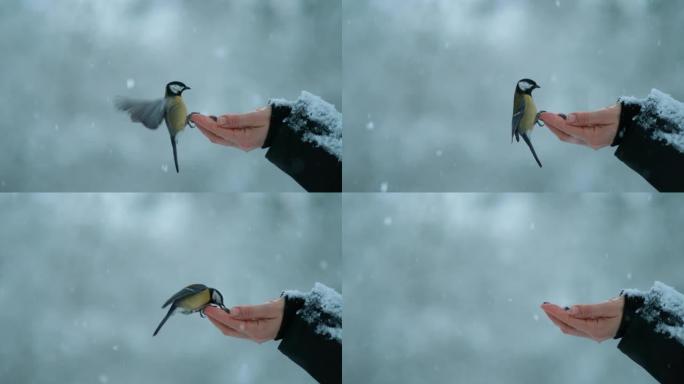 特写: 在下雪天，大山雀鸟伸出手拿着种子。