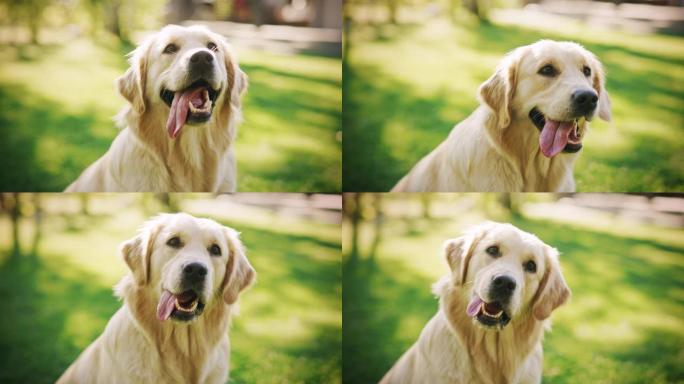 忠诚的金毛猎犬狗坐在绿色的后院草坪上，看着相机。顶级犬种血统标本显示了它的聪明，可爱和高贵的美。彩色