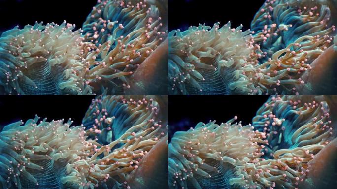 洋流中带有五颜六色触角的珊瑚