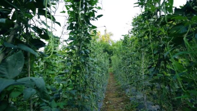 中国长豆田种植农业土地土壤丰收绿色有机蔬