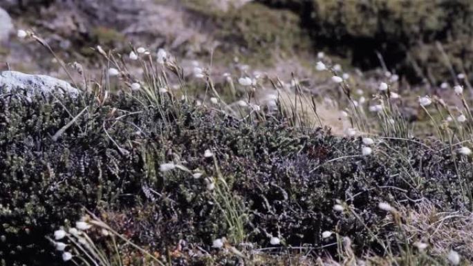 大西洋南部福克兰群岛 (马尔维纳斯群岛) 岩石露头上的草和野花。特写。地面视图。
