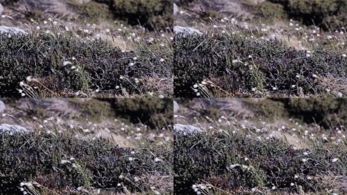 大西洋南部福克兰群岛 (马尔维纳斯群岛) 岩石露头上的草和野花。特写。地面视图。