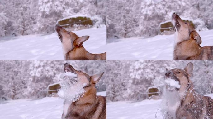 特写: 顽皮的狗在白雪皑皑的花园里玩耍时跳雪球