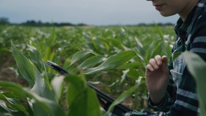 特写的农民妇女，留着棕色长发，检查她的玉米植株的质量，跪在她的农田里，拿着一个数字平板电脑，触摸一片