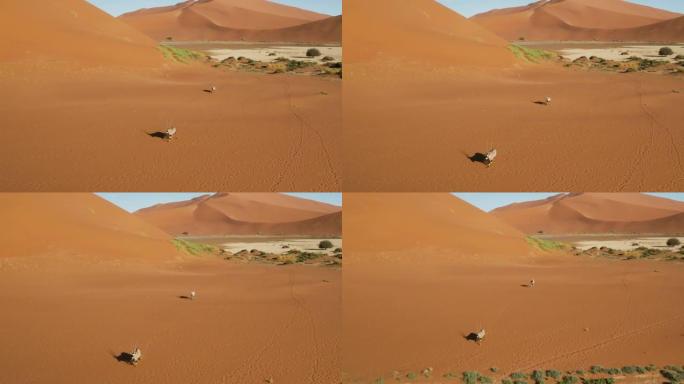 在壮观的纳米布沙漠中，两个Gemsbok羚羊在红色沙丘上行走的特写鸟瞰图