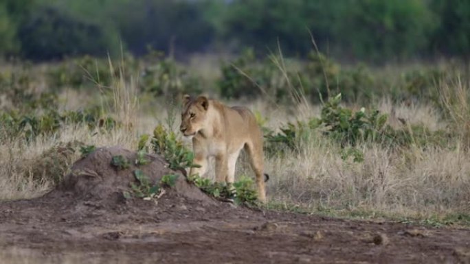 美丽的母狮走向相机的前视图