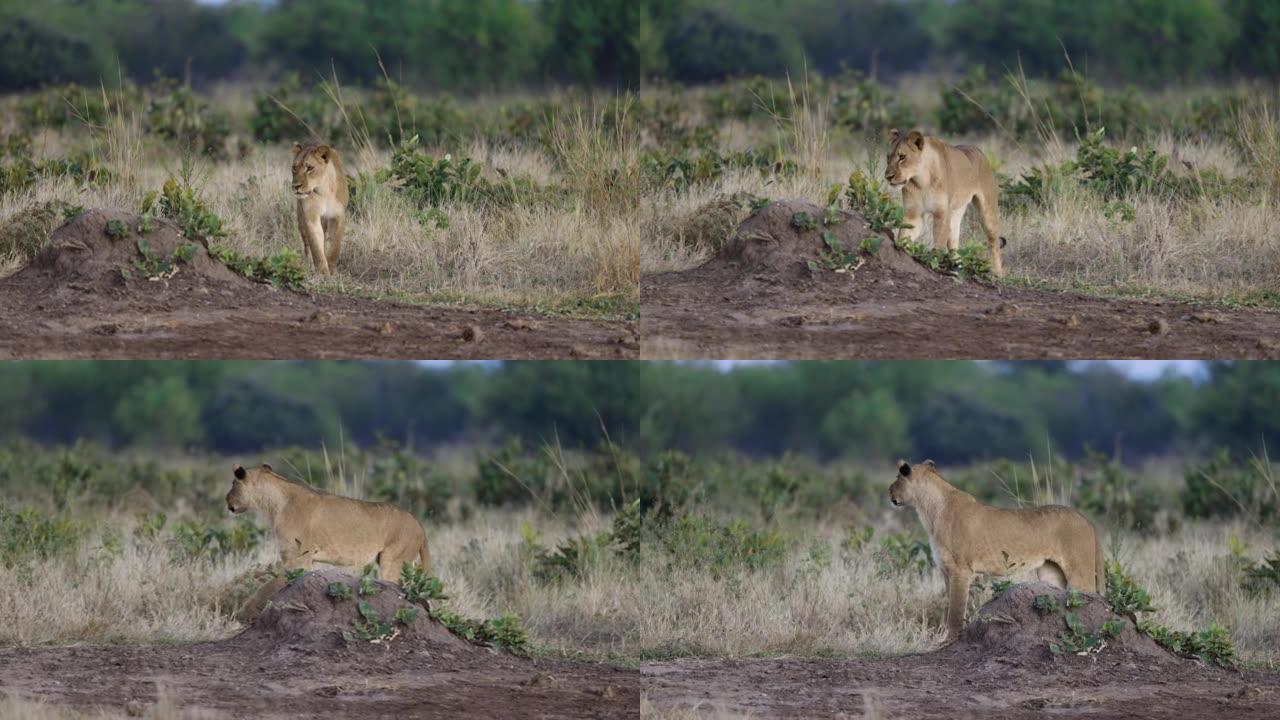 美丽的母狮走向相机的前视图