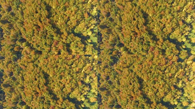 自上而下: 斯洛文尼亚克拉尼斯卡戈拉 (Kranjska Gora) 偏远的秋天彩色树林的壮丽景色。