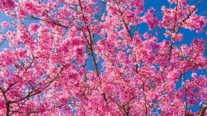 盛开的粉红色樱桃树
