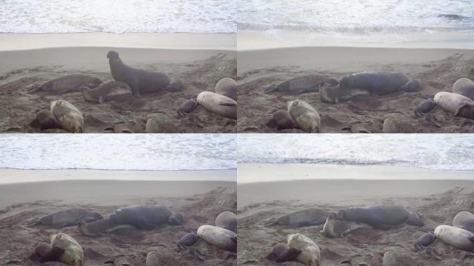 海滩上的象海豹海滩上的象海豹