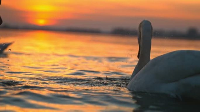 水下白天鹅唯美夕阳动物栖息地天鹅戏水
