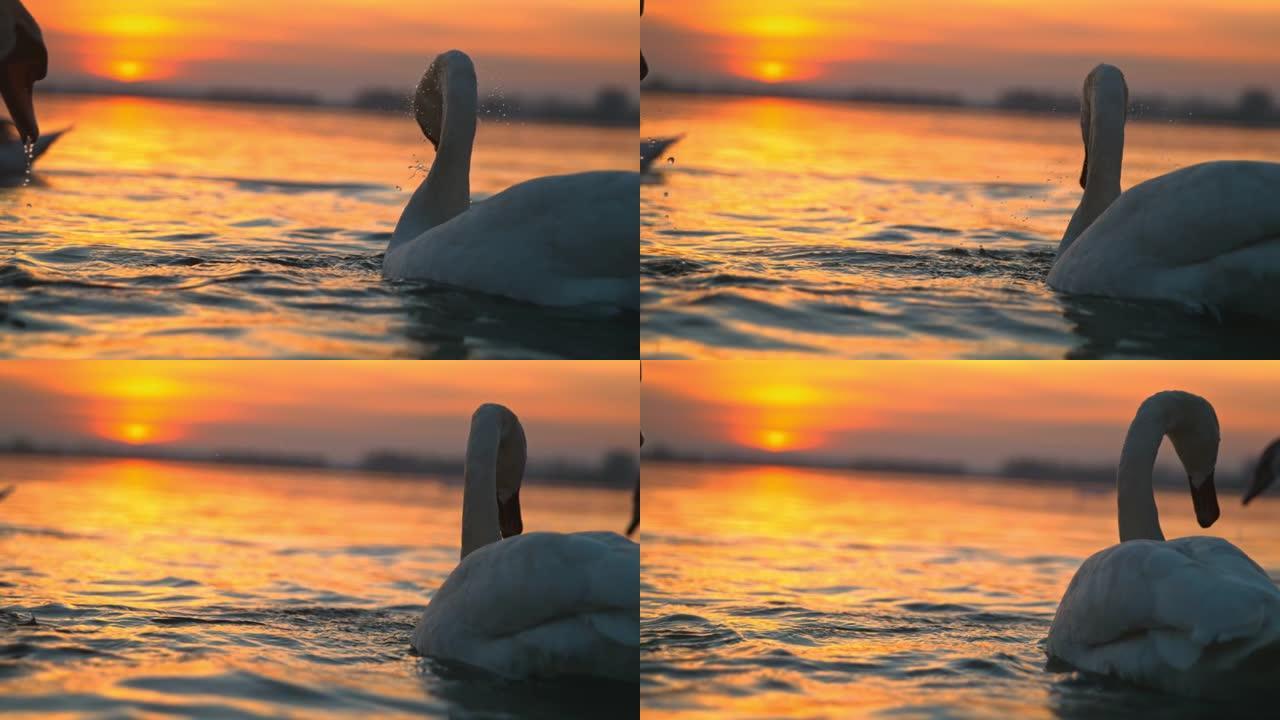 水下白天鹅唯美夕阳动物栖息地天鹅戏水