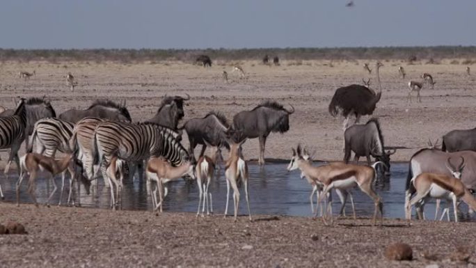 在纳米比亚埃托沙国家公园的水坑中，包括斑马，跳羚，牛羚，鸵鸟在内的各种动物群的延时特写视图