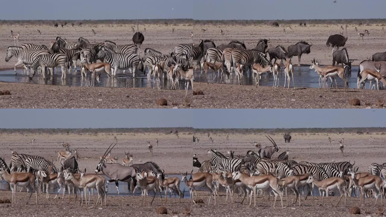 在纳米比亚埃托沙国家公园的水坑中，包括斑马，跳羚，牛羚，鸵鸟在内的各种动物群的延时特写视图