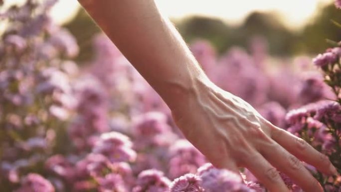 女人的手触摸花轻抚抚摸花丛花园