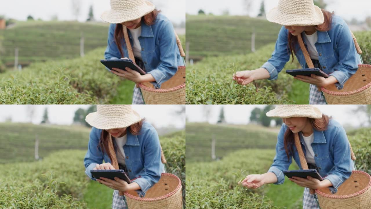 使用数字平板电脑记录收获田地的智能农民