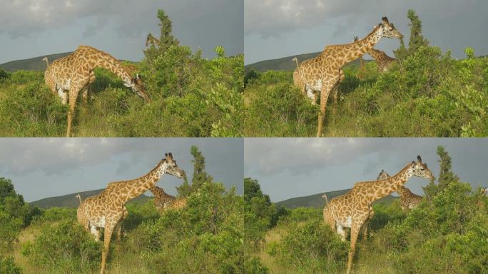 慢动作: 长颈鹿在肯尼亚马赛马拉吃树叶
