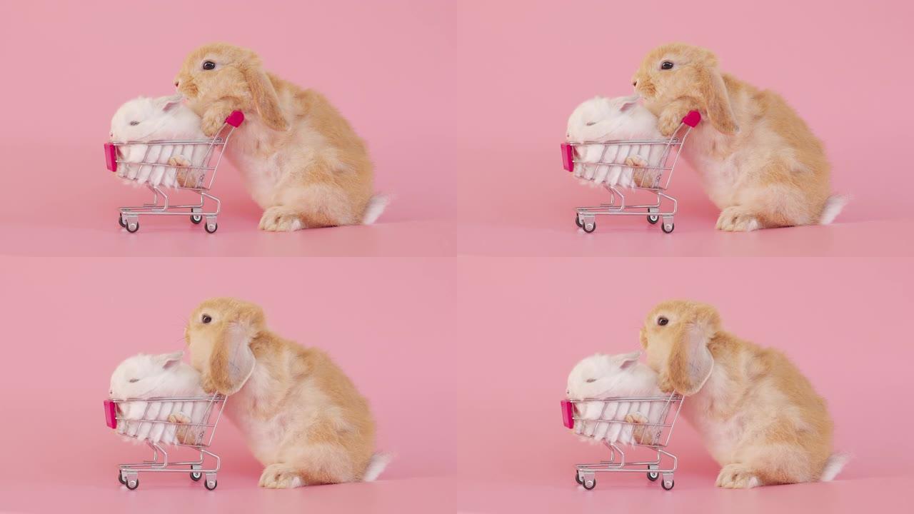粉色背景购物车里的兔子