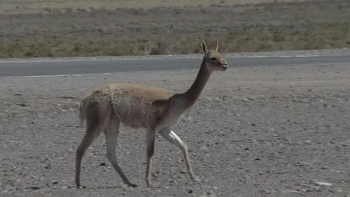 Vicuna (Vicugna vicugna) 在Salinas grannes Salt Fla