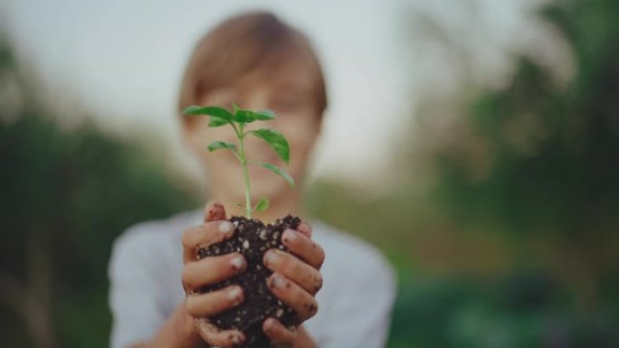 小植物的小男孩希望幼苗树苗