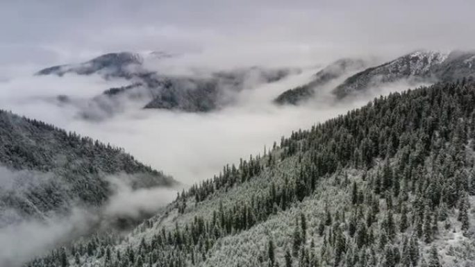 整夜下雪了，森林变成了白色和雾蒙蒙的