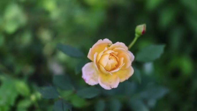 黄玫瑰盛开野外花草欣赏赏花