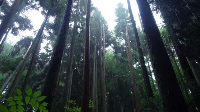 林地里下雨热带雨林气候