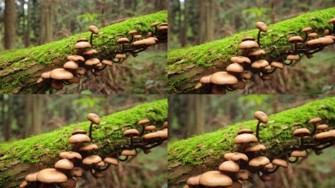 林地长满苔藓的树枝上的蘑菇