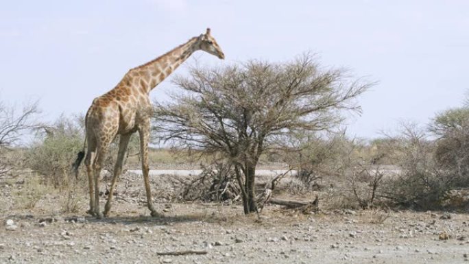 WS长颈鹿在阳光明媚的沙漠中放牧，非洲纳米比亚埃托沙国家公园