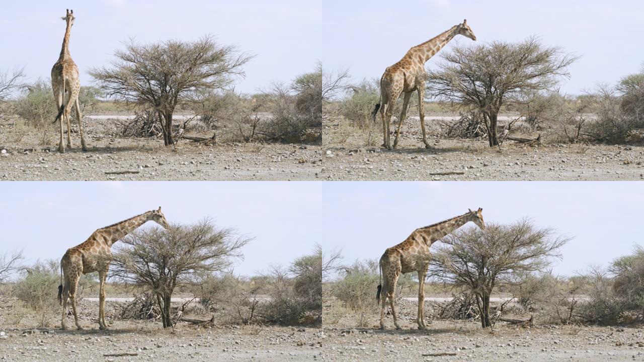 WS长颈鹿在阳光明媚的沙漠中放牧，非洲纳米比亚埃托沙国家公园