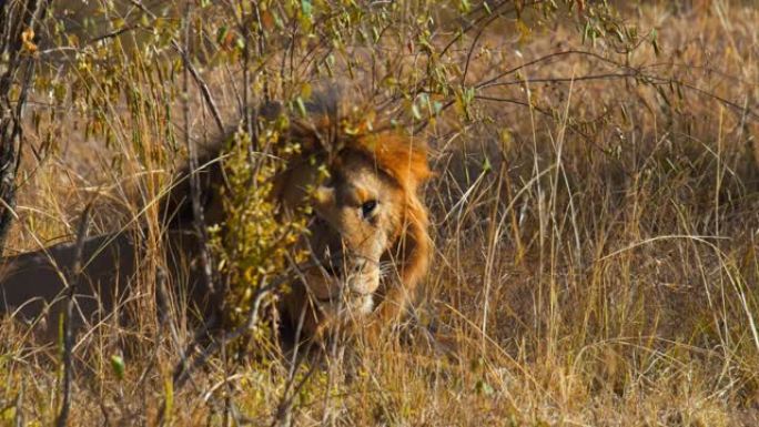 狮子与鬃毛休息，躺在野生动物保护区的草地上