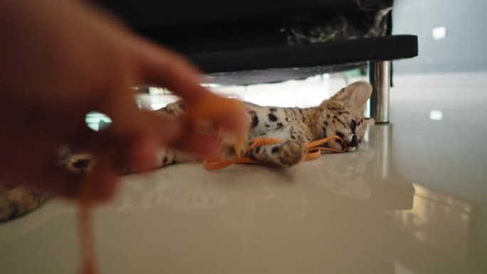 非洲serval小猫想独自玩耍