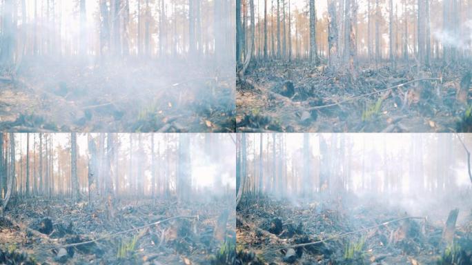 在被烧毁的森林中蔓延的烟雾