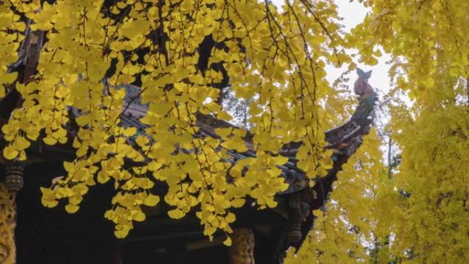 秋日清阳宫一角泛黄的银杏叶成都郊区秋天大
