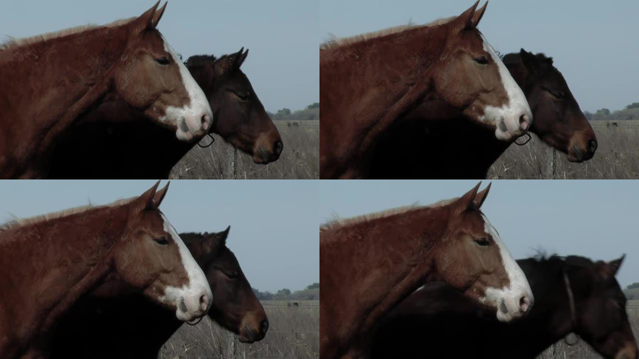 阿根廷乡村田野里的两匹马。特写。