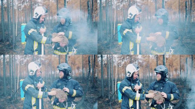 烧毁的森林，两名消防员抚摸着一只兔子