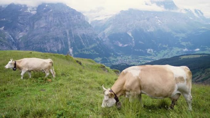 瑞士高山放牧奶牛瑞士高山放牧奶牛